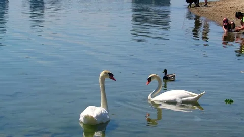 White Swan Stock Footage 75654870