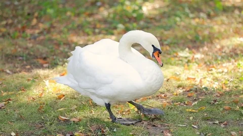 White swan Video stock 79160760