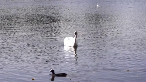 White swan Video stock 80607347