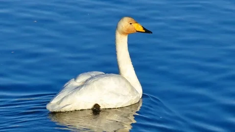 White swan Stock Footage 81418155