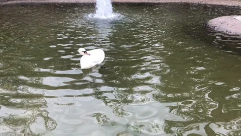 White swan. 스톡 동영상 85656122