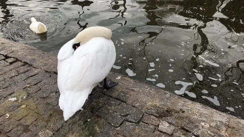 White swan. Stock Footage 85656684