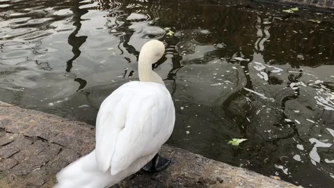 White swan. 스톡 동영상 85657184