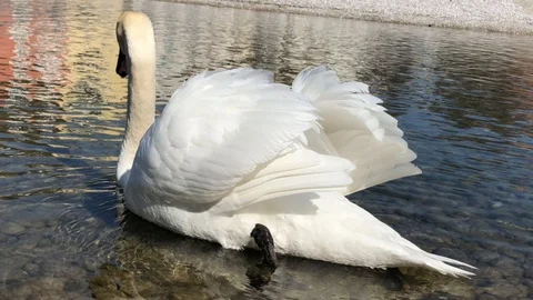 White Swan Stock-Footage 87868128