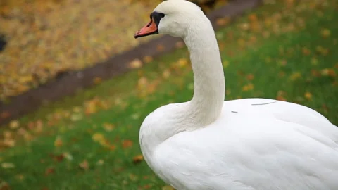 White swan Stock Footage 130175255