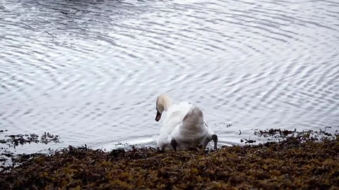 White swan Stock Footage 134386682