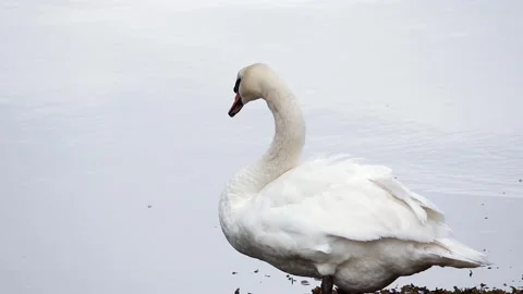 White swan Stock Footage 134386694