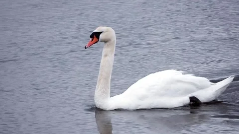 White swan Stock Footage 134386700