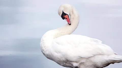 White swan Stock Footage 134386707