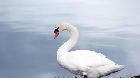 White swan Stock Footage 134386724