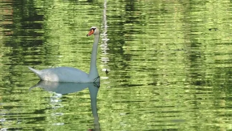 White Swan Stock Footage 136705027