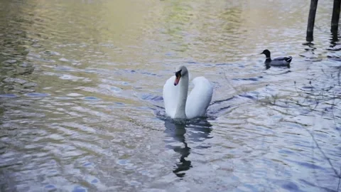 White swan Stock Footage 156811155