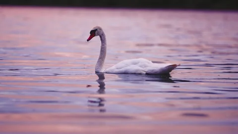 White Swan Stock Footage 210120844
