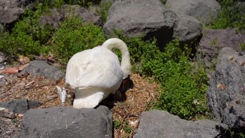 WHITE SWAN Vidéo 219481355