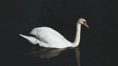 White Swan Stock Footage 270378247