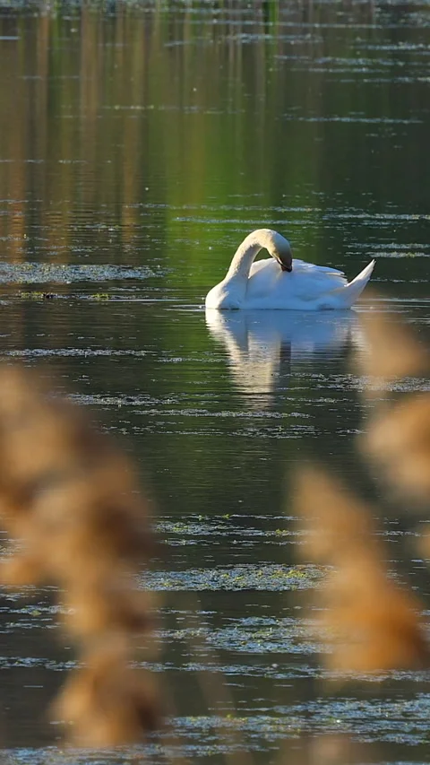 White swan Stock Footage 293152384