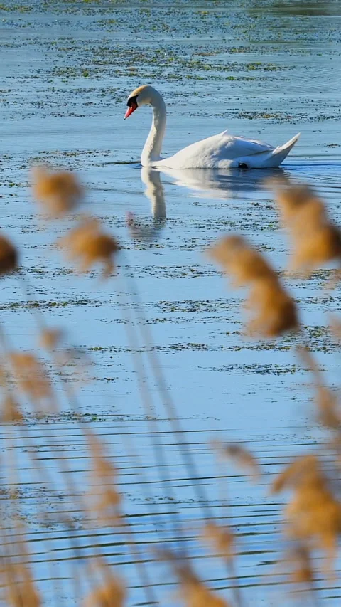 White swan Video stock 293152483