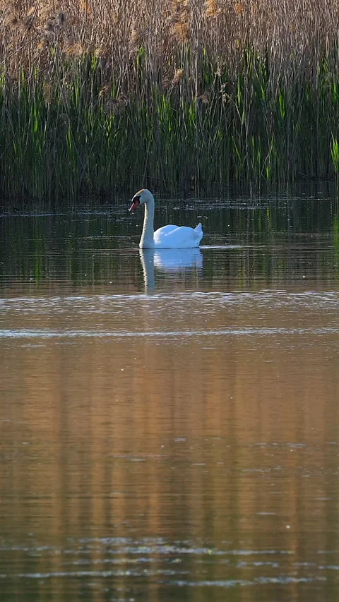 White swan Stock Footage 293152511