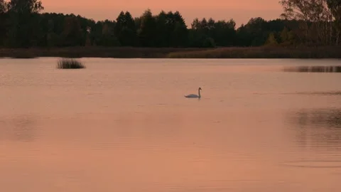 White swan Stock Footage 321945225
