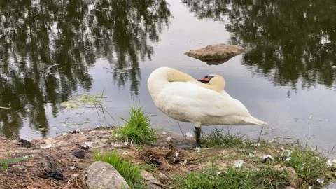 White-swan Stock Footage 338126532