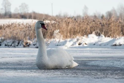 White Swan on frozen lake in winter Stock Photos