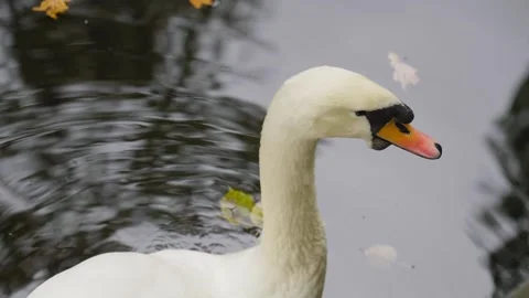 White swan glides gracefully and observes its surroundings on quiet pond 库存影片 293237026