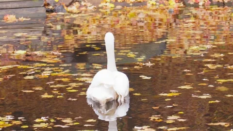 White swan glides gracefully and observes its surroundings on quiet pond 库存影片 293237061