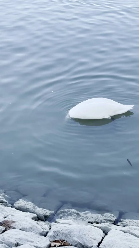 A white swan gracefully dives its head underwater in the Danube River, Belgrade Stock Footage 293631386