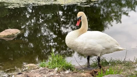 White-swan-grazing-pond Vídeos de archivo 338126500