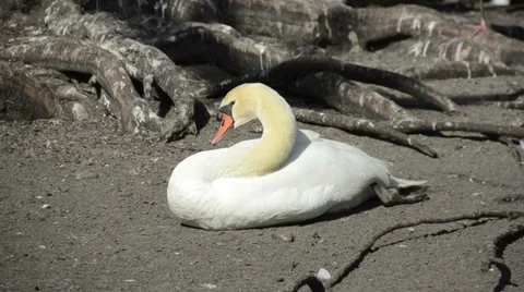 White swan on the ground Video stock 35112032