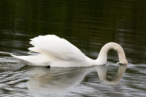 White Swan head down Stock Photos