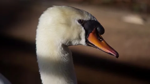 White Swan Head Profile Close Up 스톡 동영상 331130809