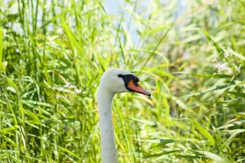 White swan head side view closeup with selective focus on background Foto stock