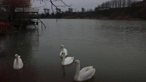 White swan herd in the lake Stock Footage 148664682