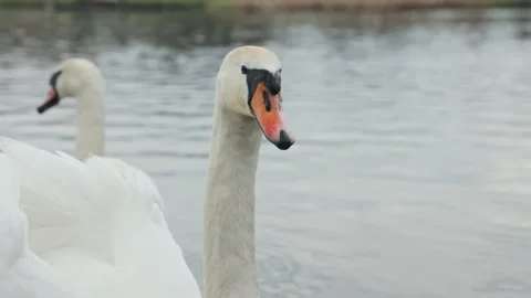 White Swan hisses Stock Footage 238564474