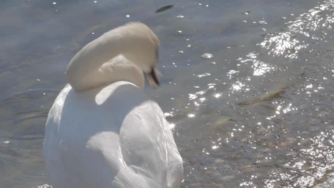 White swan on the Lake Como. Video stock 127795791