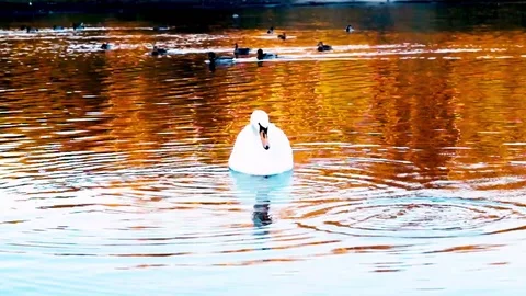 White swan in the lake. Feeds on bread Stock Footage 100815674