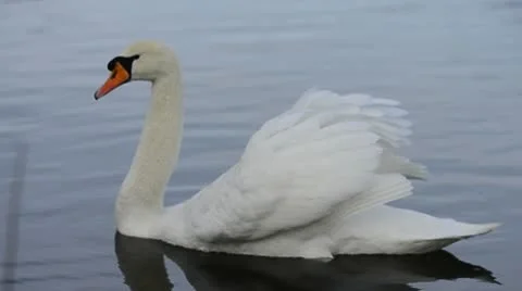White Swan on a  lake Stock-Footage 10711022