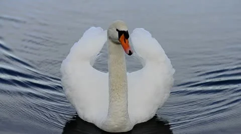 White Swan on a lake Stock Footage 10712819