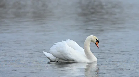 White swan on a lake Stock Footage 30441099