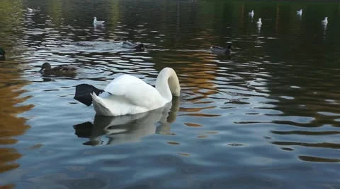 White Swan on the lake Stock Footage 43801351