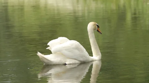 White Swan on a lake Stock Footage 44045328