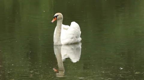 White Swan on the lake Stock Footage 56746422