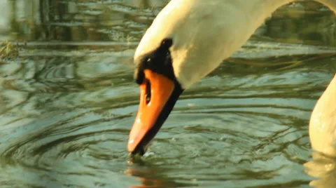 White swan on the lake Stock Footage 67668673