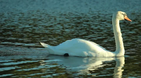White swan on the lake Stock Footage 67668697