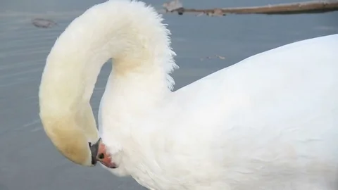 White swan on a lake Stock Footage 73923933