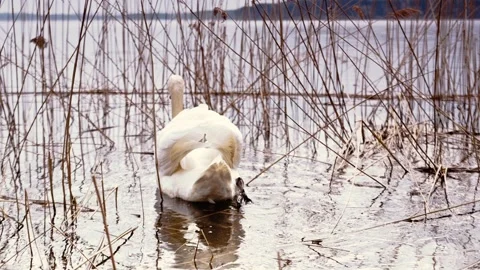 White swan on lake. Stock Footage 89132102