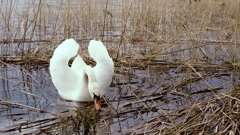 White swan on lake. Stock Footage 89132220