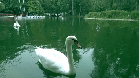 White swan in the lake Stock Footage