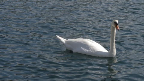 White swan on the lake Vídeo Stock 118976590